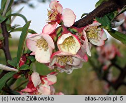 Chaenomeles cathayensis var. wilsonii (pigwowiec katajski odm. Wilsona)