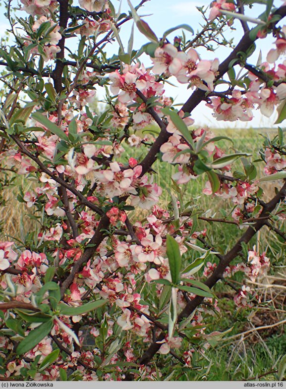 Chaenomeles cathayensis var. wilsonii (pigwowiec katajski odm. Wilsona)