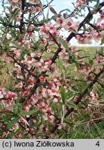 Chaenomeles cathayensis var. wilsonii (pigwowiec katajski odm. Wilsona)