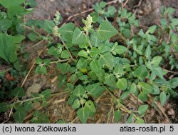 Chenopodium vulvaria (komosa mierzliwa)