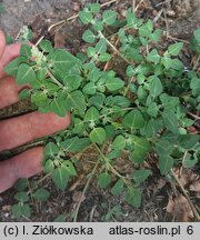 Chenopodium vulvaria (komosa mierzliwa)