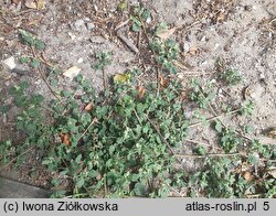 Chenopodium vulvaria (komosa mierzliwa)