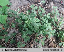 Chenopodium vulvaria (komosa mierzliwa)