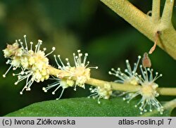 Chrysolepis sempervirens