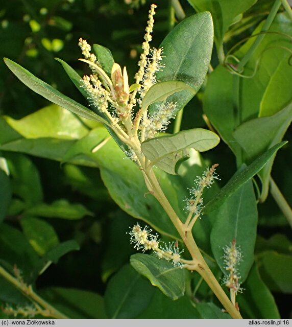 Chrysolepis sempervirens
