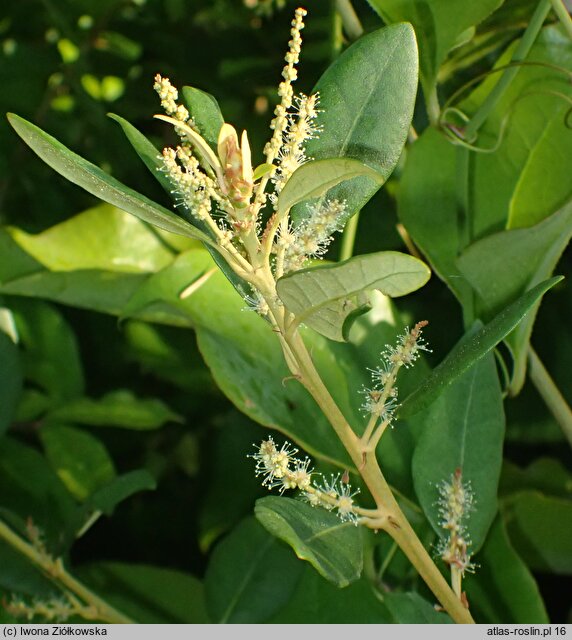 Chrysolepis sempervirens