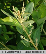 Chrysolepis sempervirens