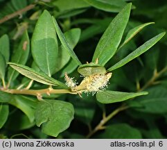 Chrysolepis sempervirens