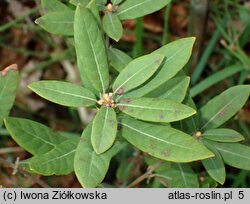 Chrysolepis sempervirens