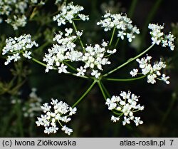 Conopodium majus (konopodium większe)