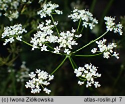 Conopodium majus