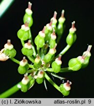 Conopodium majus (konopodium większe)