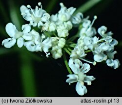 Conopodium majus