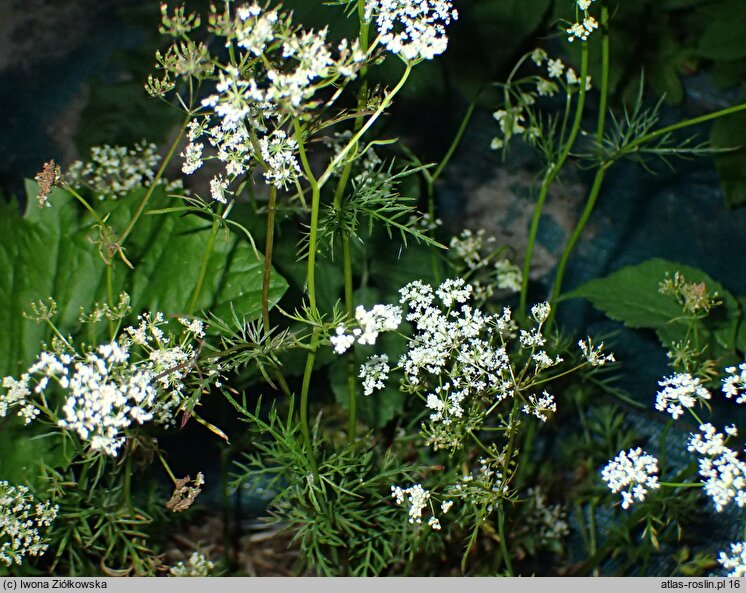 Conopodium majus (konopodium większe)