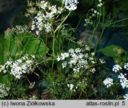 Conopodium majus