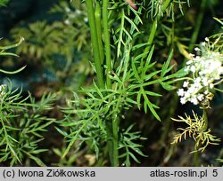 Conopodium majus (konopodium większe)