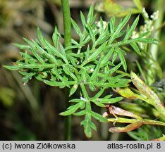 Conopodium majus (konopodium większe)
