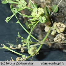 Coronopus squamatus (wronóg grzebieniasty)