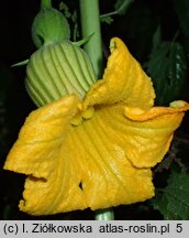 Cucurbita foetidissima