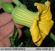 Cucurbita foetidissima