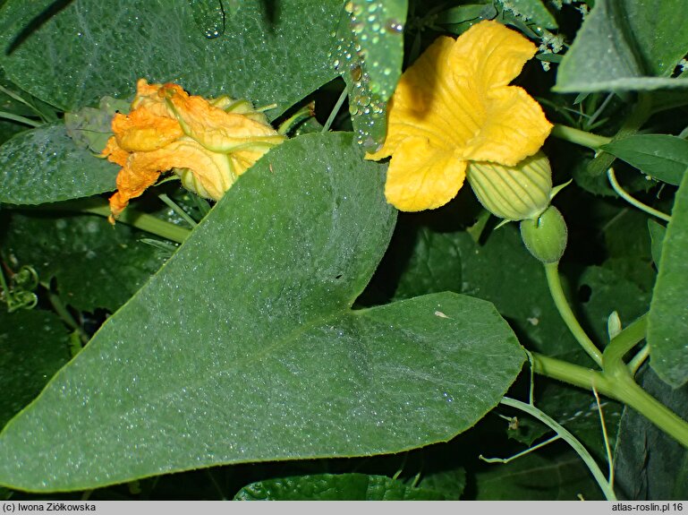 Cucurbita foetidissima