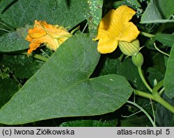 Cucurbita foetidissima