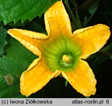 Cucurbita foetidissima