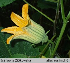 Cucurbita foetidissima