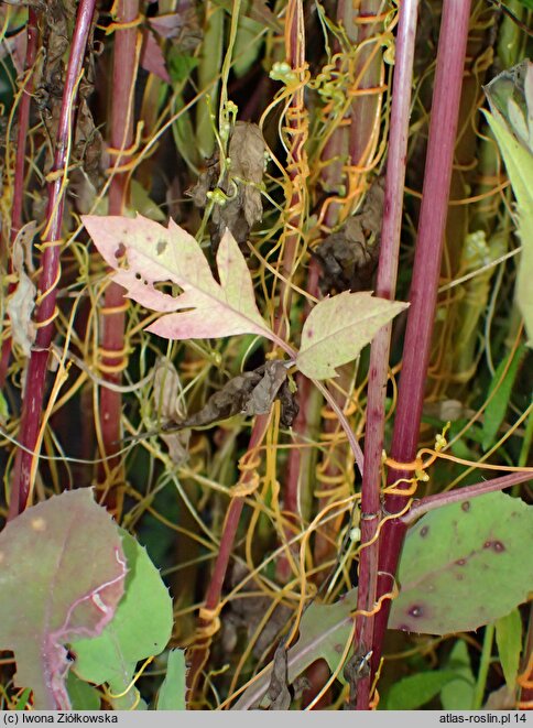 Cuscuta pentagona