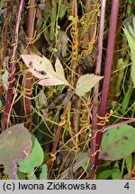 Cuscuta pentagona