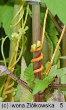 Cuscuta pentagona