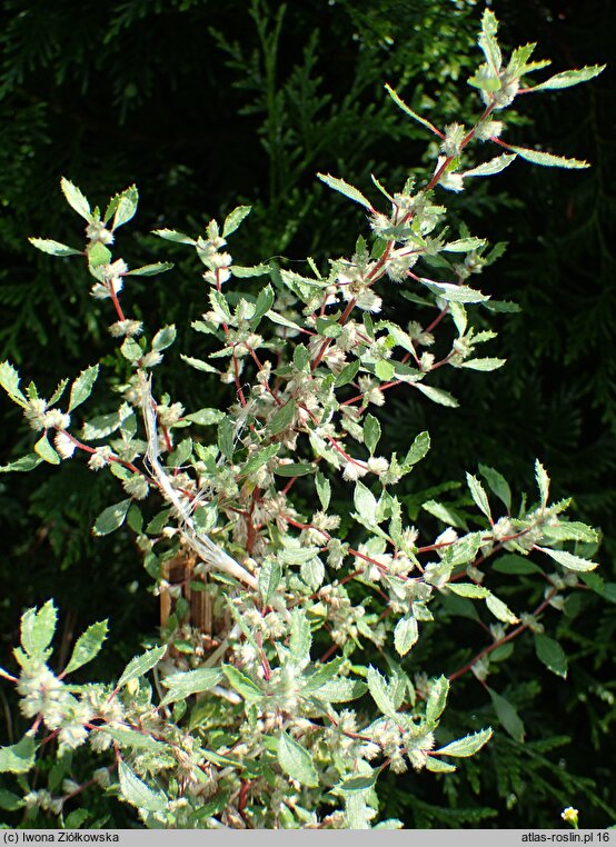 Forsskaolea angustifolia