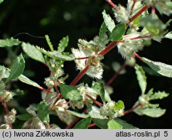 Forsskaolea angustifolia