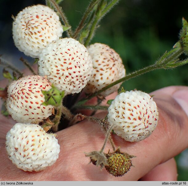 Fragaria nilgerrensis