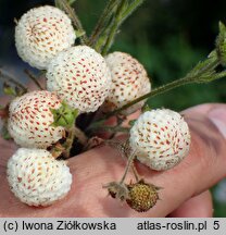 Fragaria nilgerrensis