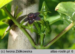 Gonolobus gonocarpos