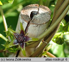 Gonolobus gonocarpos