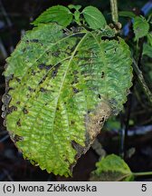 Laportea bulbifera