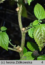 Laportea bulbifera