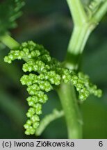 Laportea bulbifera