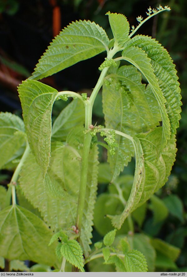 Laportea bulbifera