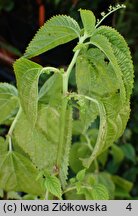 Laportea bulbifera