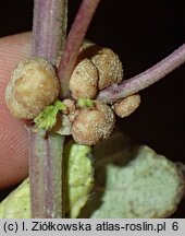 Laportea bulbifera