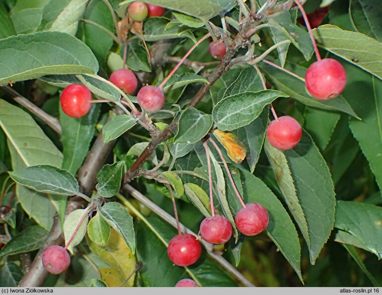 Malus sikkimensis (jabłoń sikkimska)