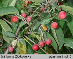 Malus sikkimensis (jabłoń sikkimska)