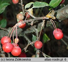 Malus sikkimensis (jabłoń sikkimska)