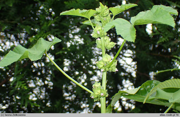 Malva nicaeensis (ślaz nicejski)