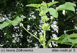 Malva nicaeensis (ślaz nicejski)