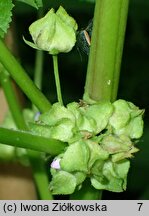 Malva nicaeensis (ślaz nicejski)