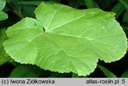 Malva nicaeensis (ślaz nicejski)